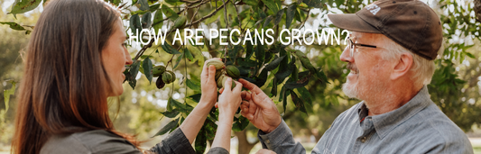 How are Pecans Grown?