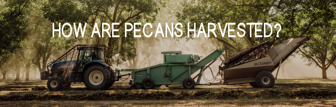 How are Pecans Harvested?