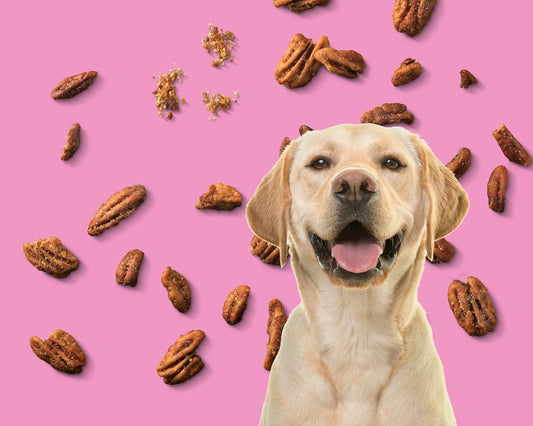 Are Pecans Safe for Dogs?